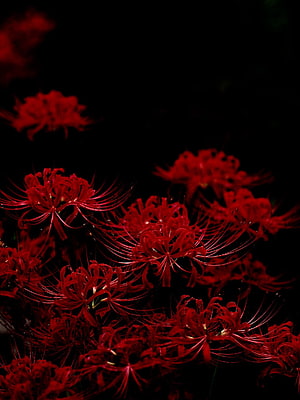 Dark Red Spider Lily Flowers Against Black Background HD phone wallpaper