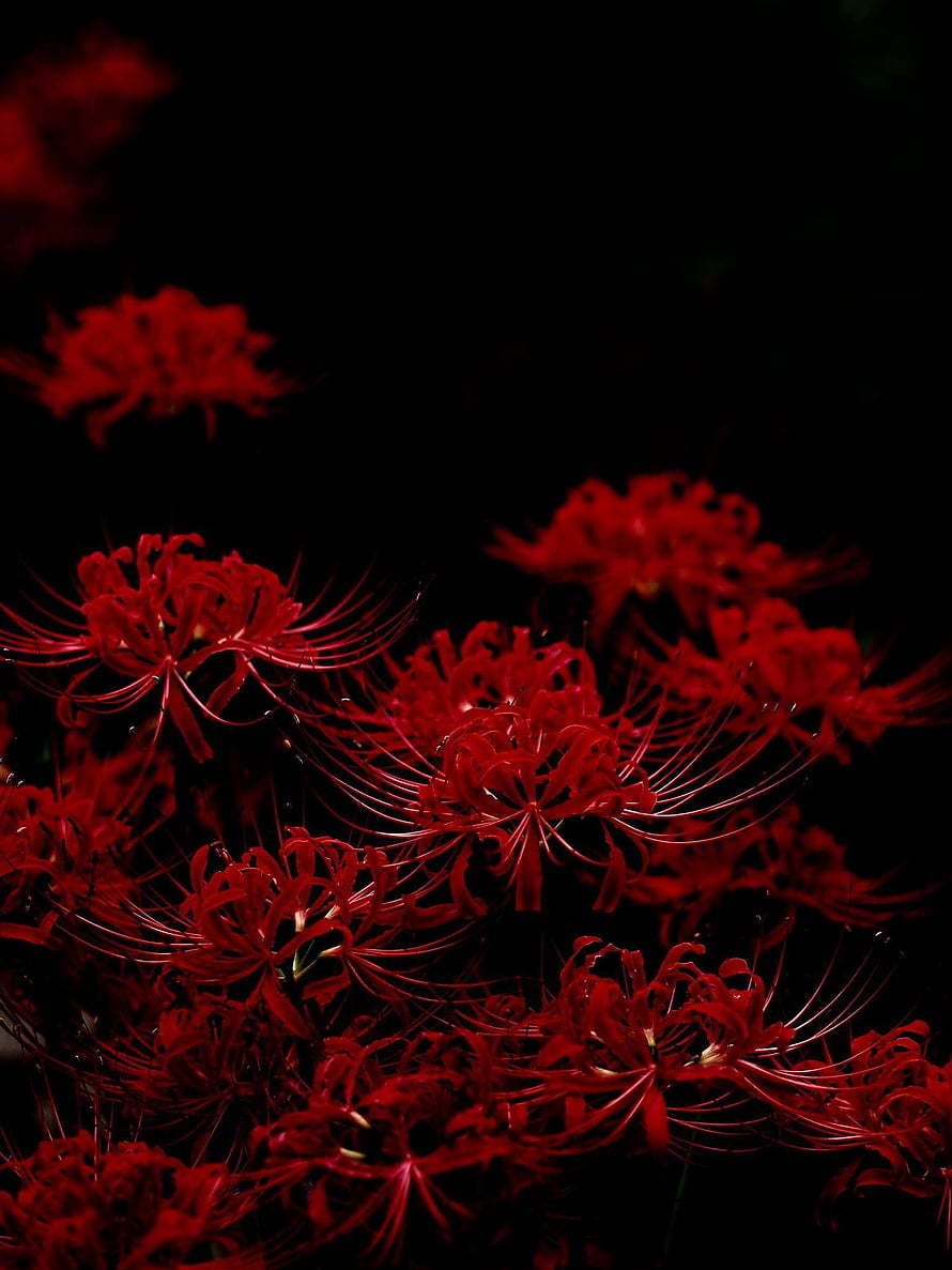 Dark Red Spider Lily Flowers Against Black Background HD phone wallpaper