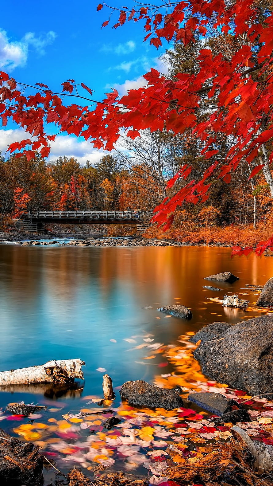Vibrant Autumn Foliage Over a Calm Lake with a Wooden Footbridge and Floating Leaves HD phone wallpaper