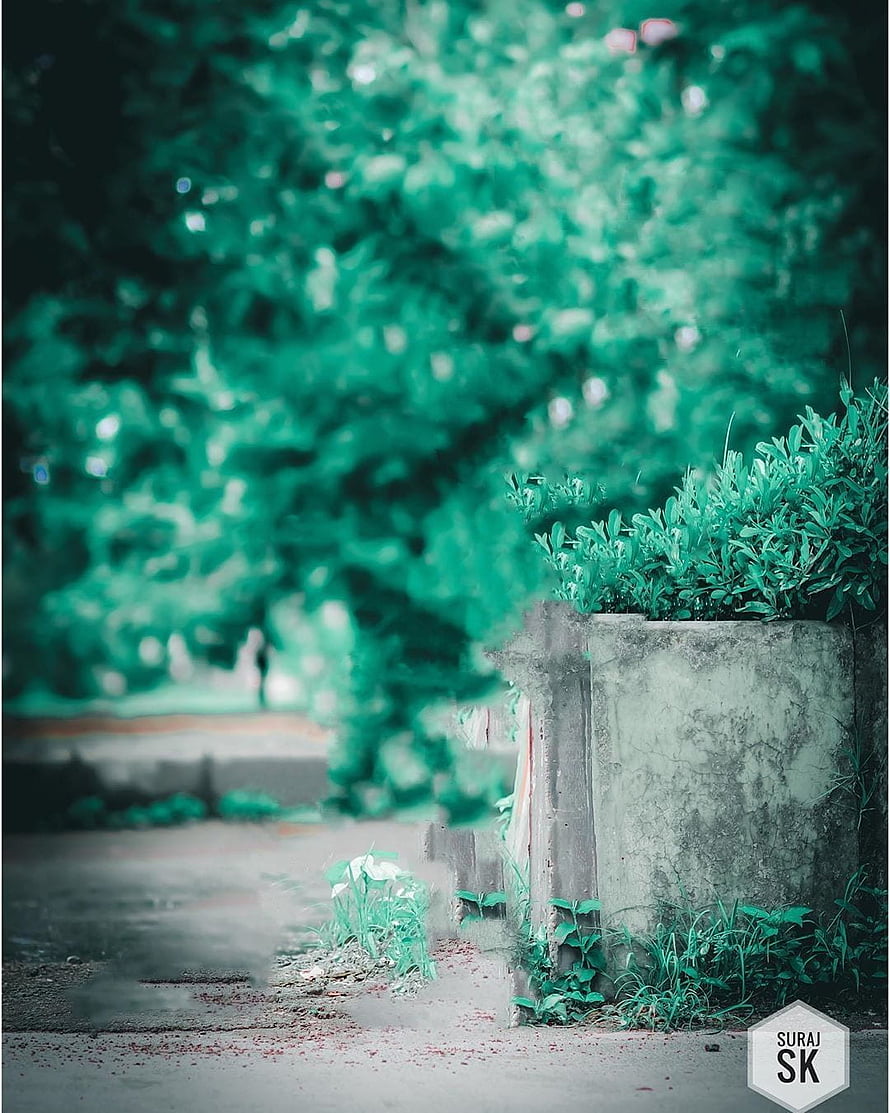 Moody Green Tinted Urban Garden Path With Concrete Planter And Lush Foliage HD phone wallpaper