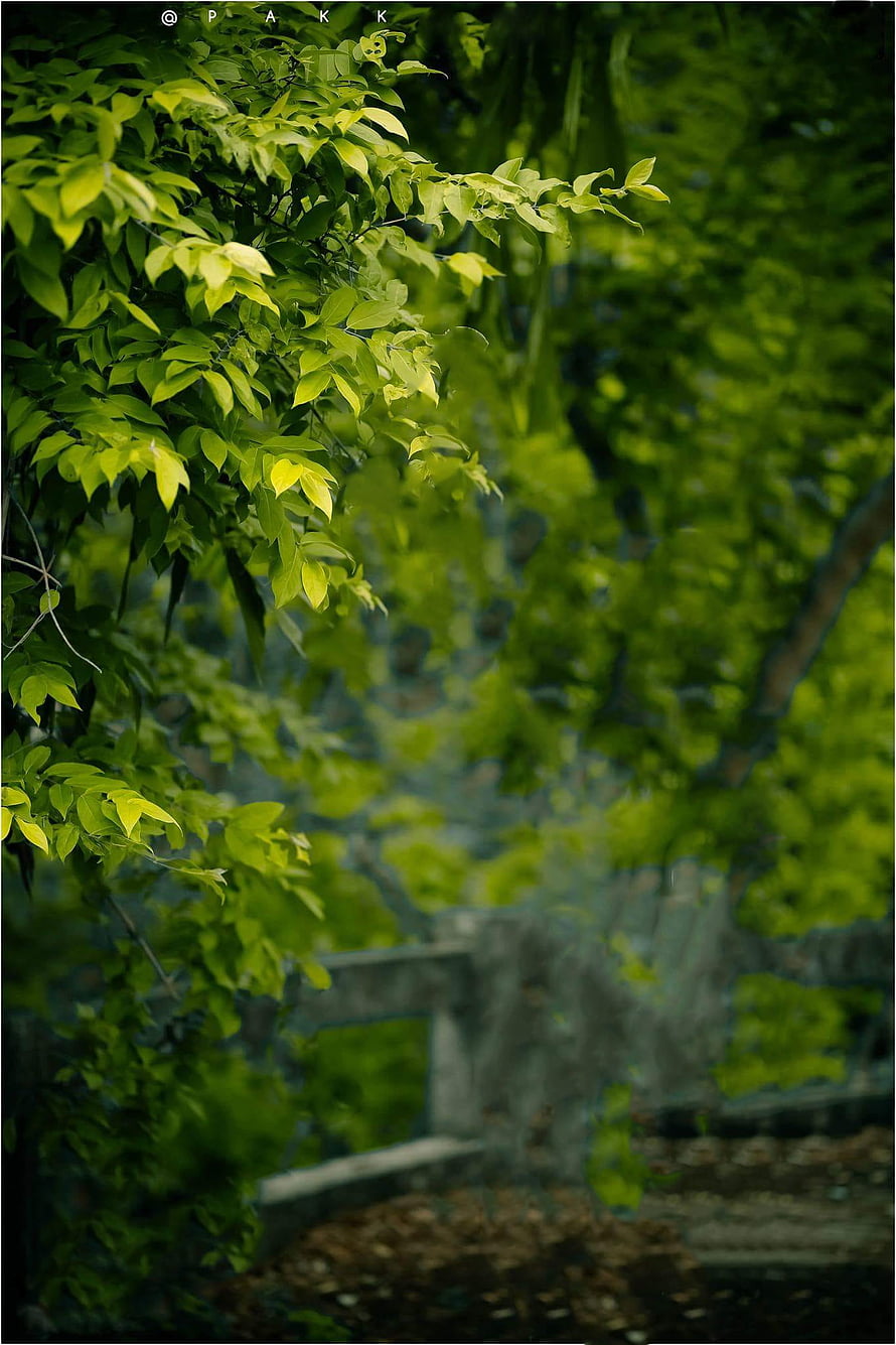 Vibrant Green Leaves and Lush Foliage in a Serene Garden Setting HD phone wallpaper