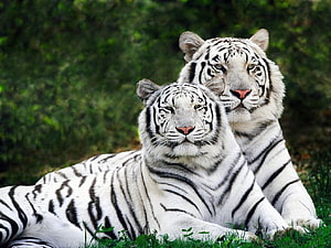 Two White Tigers Resting Together in Lush Green Grass HD wallpaper