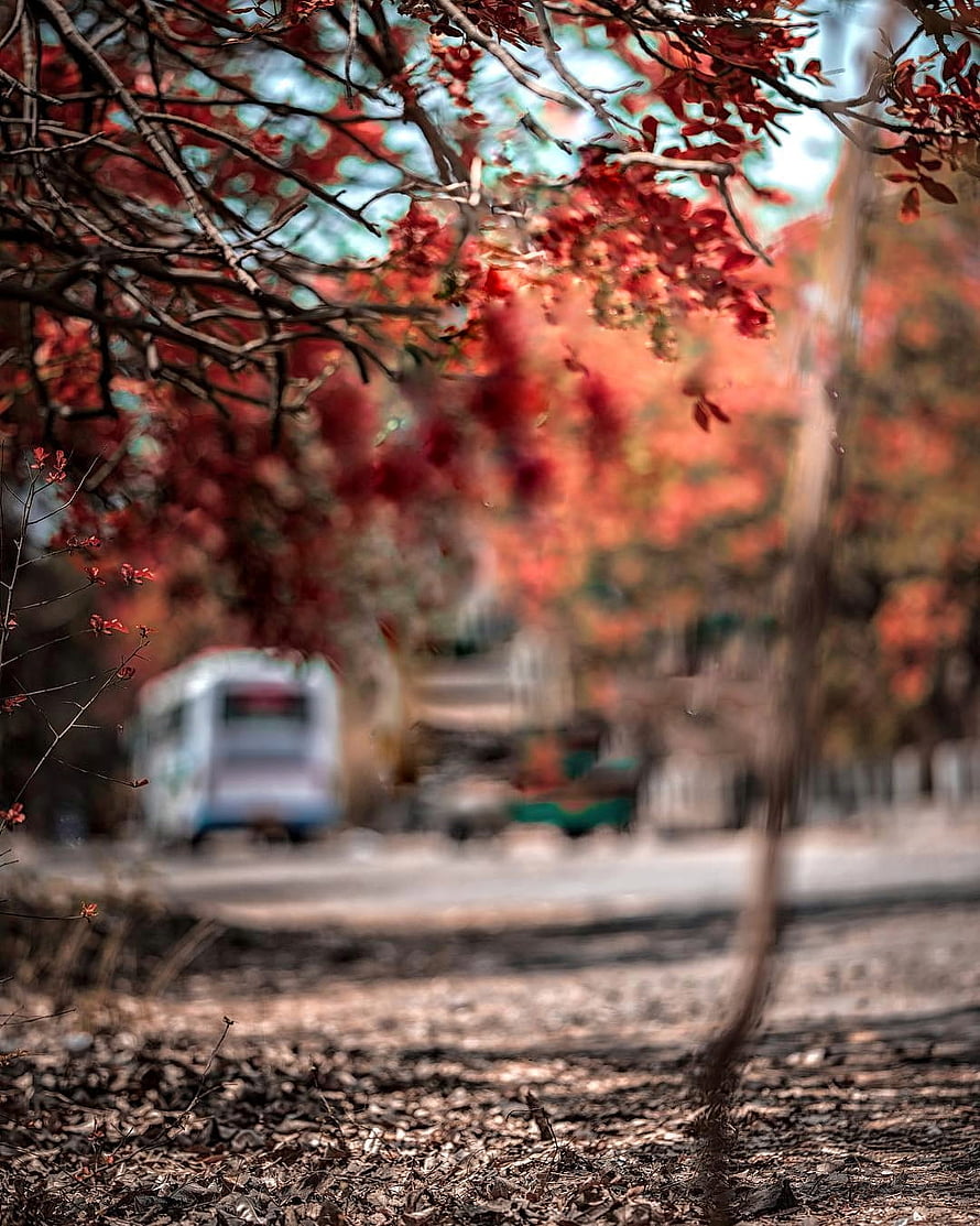 Vibrant Autumn Foliage Framing a Blurred Rural Road and Distant Vehicle HD phone wallpaper