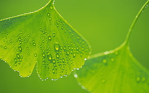 Macro Photography of Ginkgo Biloba Leaves with Dew Drops on a Vibrant Green Background HD wallpaper