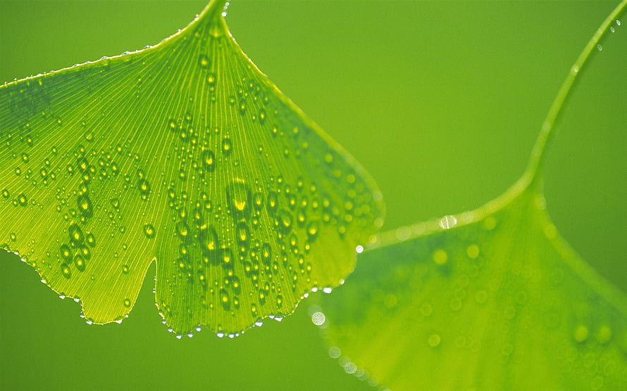 Macro Photography of Ginkgo Biloba Leaves with Dew Drops on a Vibrant Green Background HD wallpaper