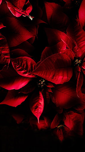 Dark Red Poinsettia Flowers Close-Up Photography HD phone wallpaper