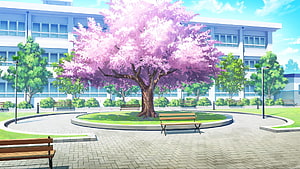 Anime School Courtyard With Blooming Cherry Blossom Tree And Benches HD wallpaper