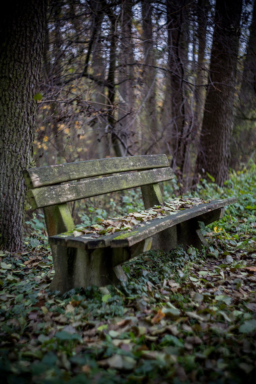 Lonely Wooden Bench in Autumn Forest with Fallen Leaves HD phone wallpaper