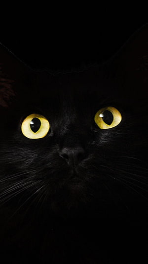 Close-up portrait of a black cat with striking yellow eyes in dramatic low-light darkness HD phone wallpaper