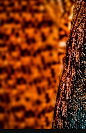Abstract Macro Texture of Rough Tree Bark with Warm Orange Bokeh Background HD phone wallpaper