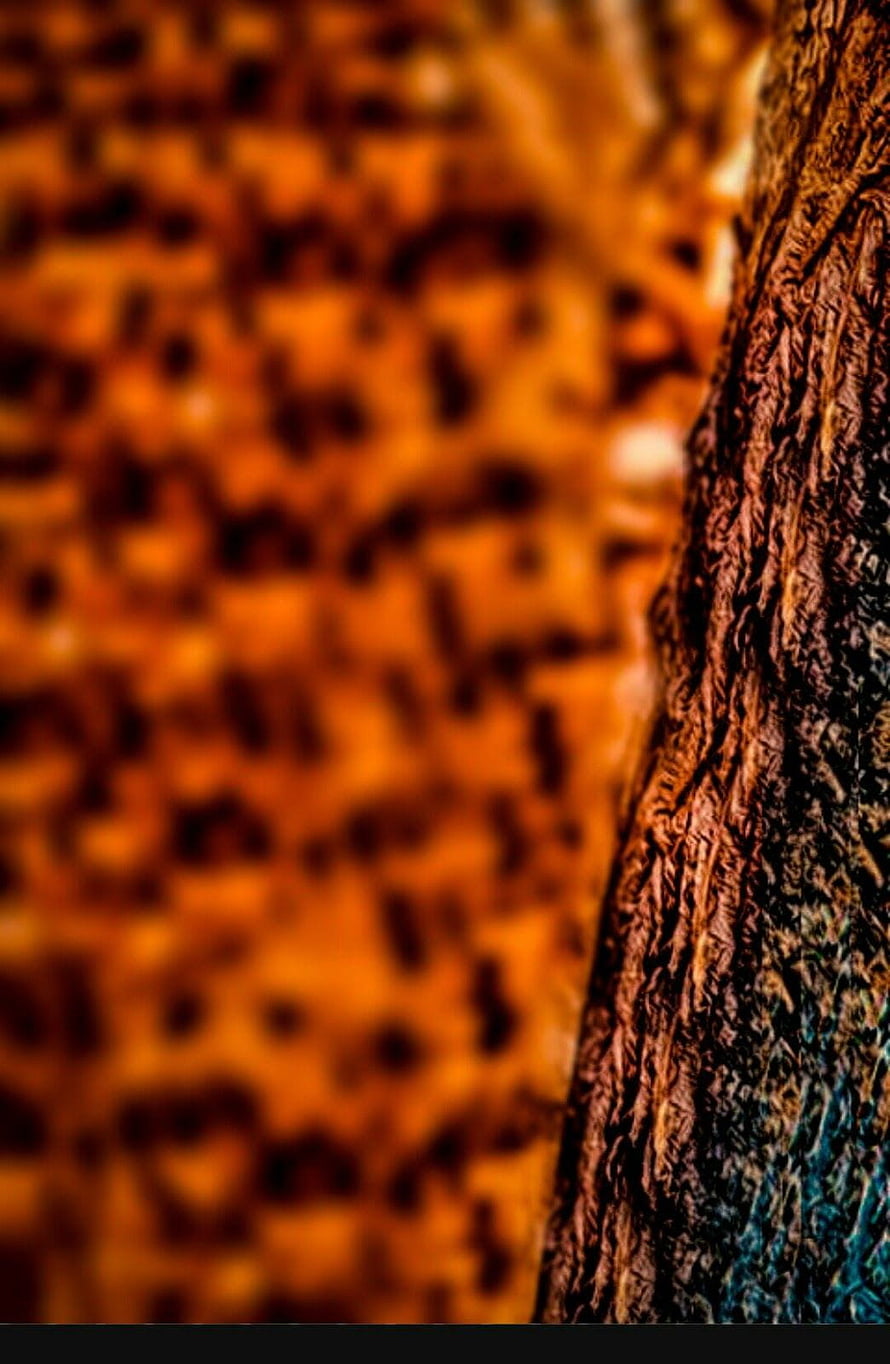 Abstract Macro Texture of Rough Tree Bark with Warm Orange Bokeh Background HD phone wallpaper