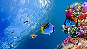 Vibrant tropical fish swimming near a colorful coral reef in clear blue ocean water HD wallpaper