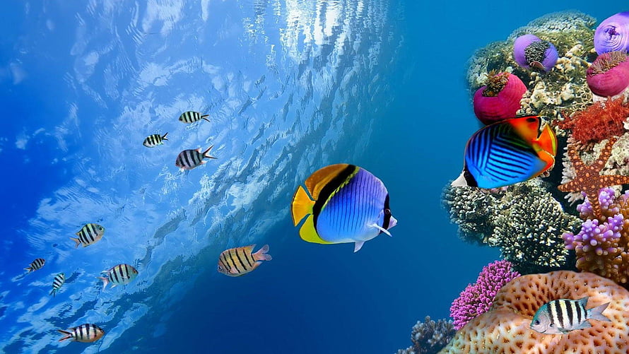 Vibrant tropical fish swimming near a colorful coral reef in clear blue ocean water HD wallpaper