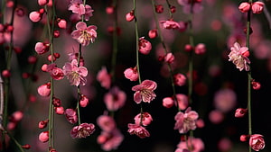 Delicate Pink Plum Blossoms on Slender Branches Against a Dark Blurred Background HD wallpaper