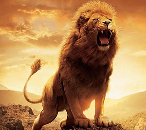 Majestic Roaring Lion Standing on Rocky Cliff at Golden Sunset HD wallpaper