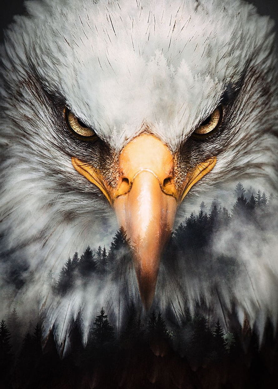Intense Close-Up of a Bald Eagle with Misty Forest Background HD phone wallpaper