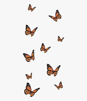 Monarch Butterfly Aesthetic Minimalist Design on White Background HD phone wallpaper
