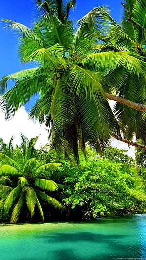 Tropical Paradise with Lush Palm Trees and Turquoise Water HD phone wallpaper