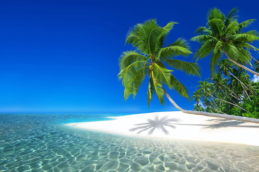 Tropical Island Beach With Palm Trees And Crystal Clear Turquoise Water HD wallpaper