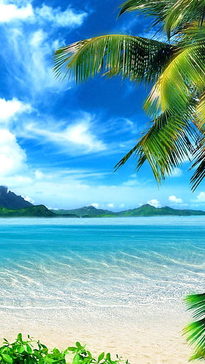 Serene Tropical Beach with Palm Fronds and Turquoise Water HD phone wallpaper