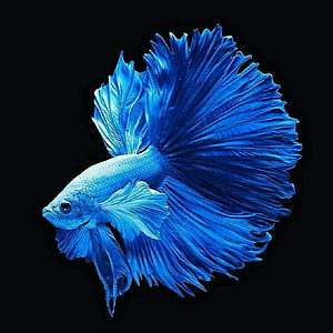 Vibrant Blue Betta Fish with Flowing Fins on Black Background HD phone wallpaper
