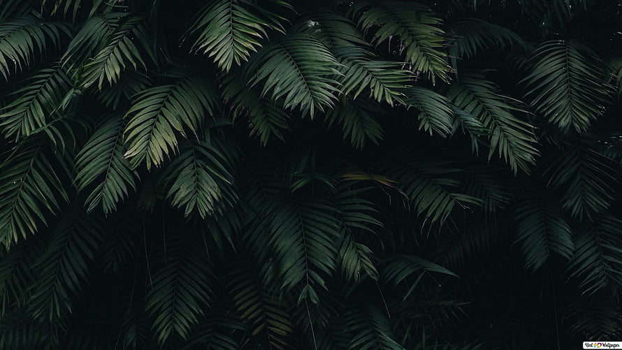 Dark Tropical Palm Fronds with Deep Green Foliage and Moody Shadows HD wallpaper