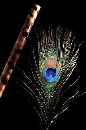 Bamboo Flute and Peacock Feather on Black Background HD phone wallpaper