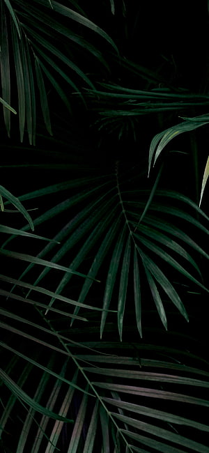 Dark Green Palm Leaves on Black Background HD phone wallpaper