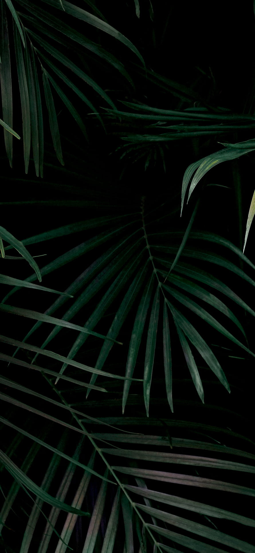 Dark Green Palm Leaves on Black Background HD phone wallpaper
