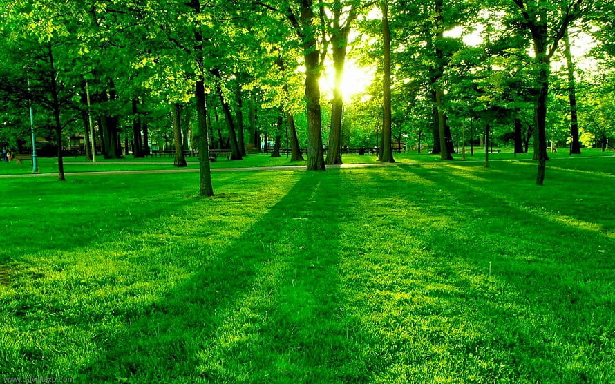 Sunlight Filtering Through Lush Green Park Trees on a Sunny Day HD wallpaper