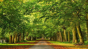 Sunlit Tree Tunnel Path Through Lush Green Forest with Fallen Leaves HD wallpaper