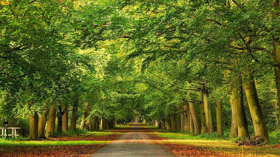 Sunlit Tree Tunnel Path Through Lush Green Forest with Fallen Leaves HD wallpaper