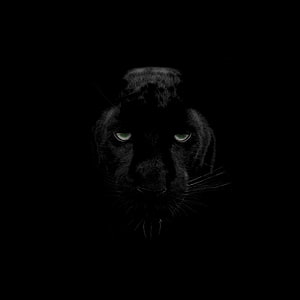 Majestic Black Panther Portrait with Glowing Green Eyes in Dark Shadow HD phone wallpaper