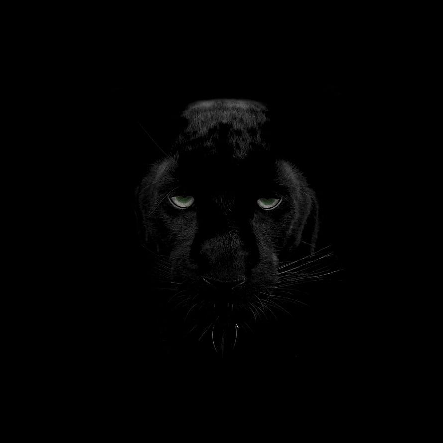 Majestic Black Panther Portrait with Glowing Green Eyes in Dark Shadow HD phone wallpaper