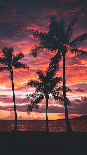 Silhouetted Palm Trees Against a Vibrant Orange and Purple Sunset Sky Over the Ocean HD phone wallpaper