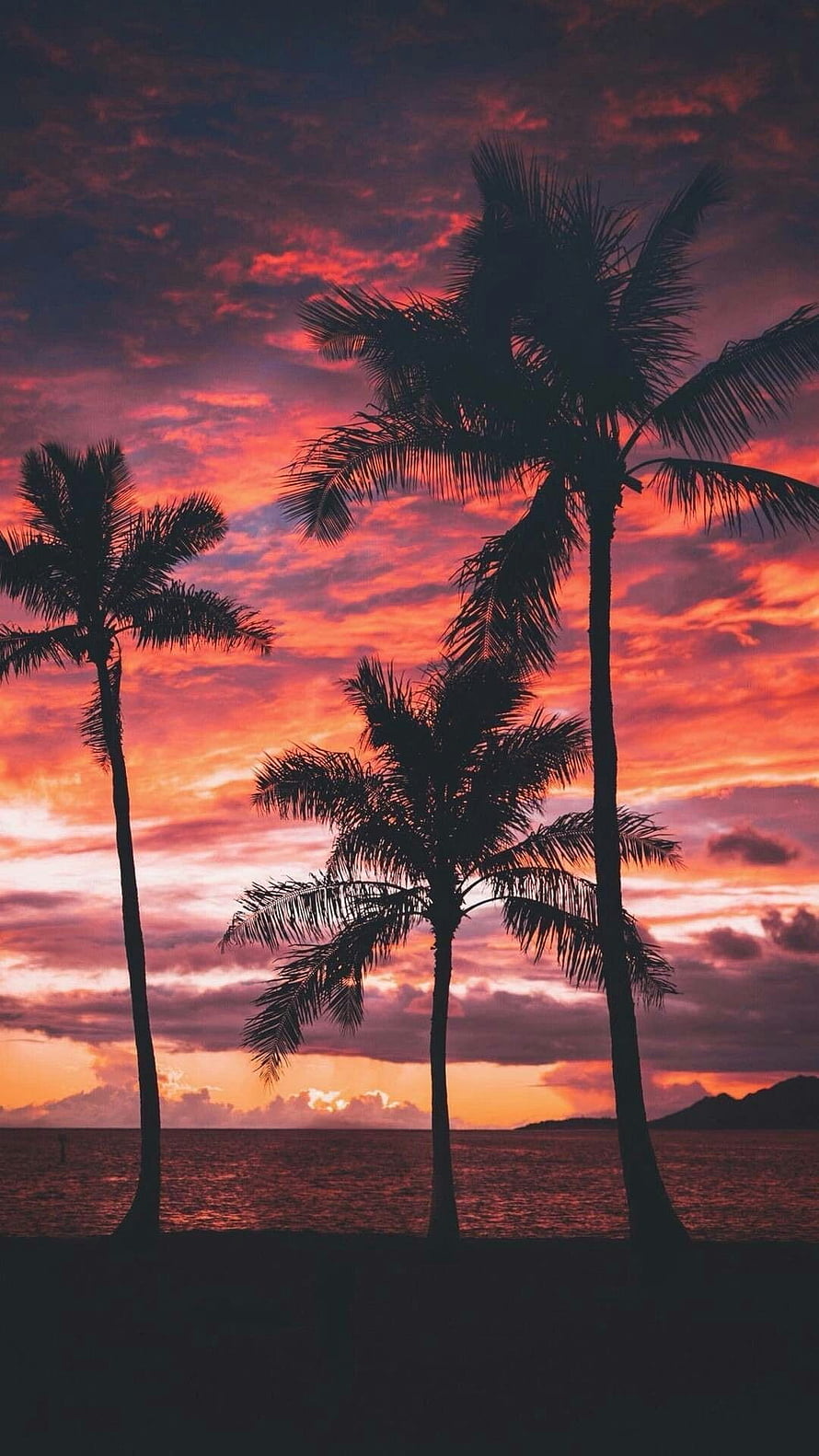 Silhouetted Palm Trees Against a Vibrant Orange and Purple Sunset Sky Over the Ocean HD phone wallpaper