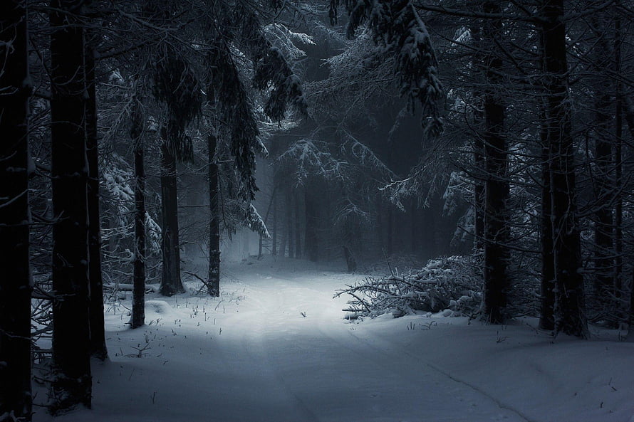 Mysterious Snowy Forest Path at Night with Tall Pine Trees and Foggy Atmosphere HD wallpaper