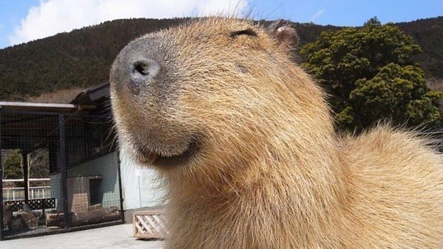 Close-up of a Relaxed Capybara with Eyes Closed in a Sunny Outdoor Zoo Enclosure HD wallpaper