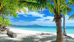 Tropical Beach Paradise With Palm Trees And Turquoise Water HD wallpaper