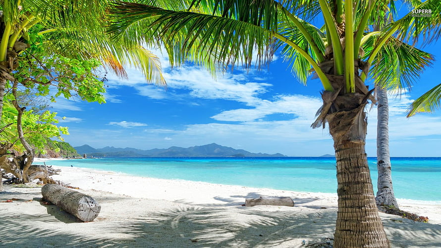 Tropical Beach Paradise With Palm Trees And Turquoise Water HD wallpaper