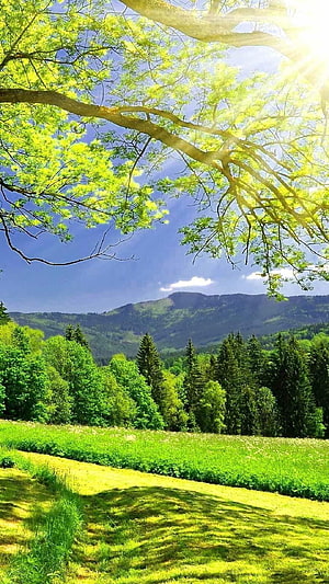 Sunlit Green Meadow With Mountain View And Tree Branches HD phone wallpaper