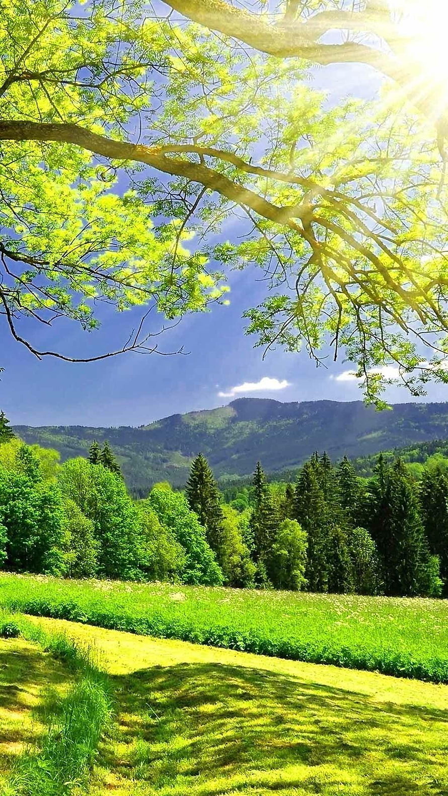 Sunlit Green Meadow With Mountain View And Tree Branches HD phone wallpaper