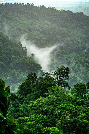 Misty Canopy of the Amazon Rainforest with Rolling Fog Through Lush Green Hills HD phone wallpaper
