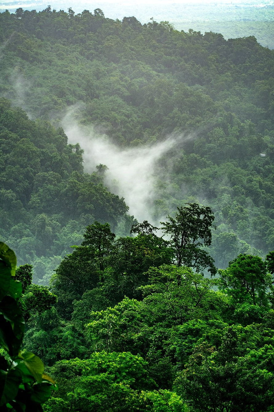 Misty Canopy of the Amazon Rainforest with Rolling Fog Through Lush Green Hills HD phone wallpaper