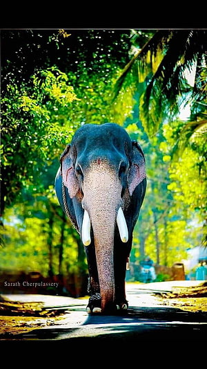 Majestic Asian Elephant Walking Through Lush Tropical Forest in Kerala HD phone wallpaper