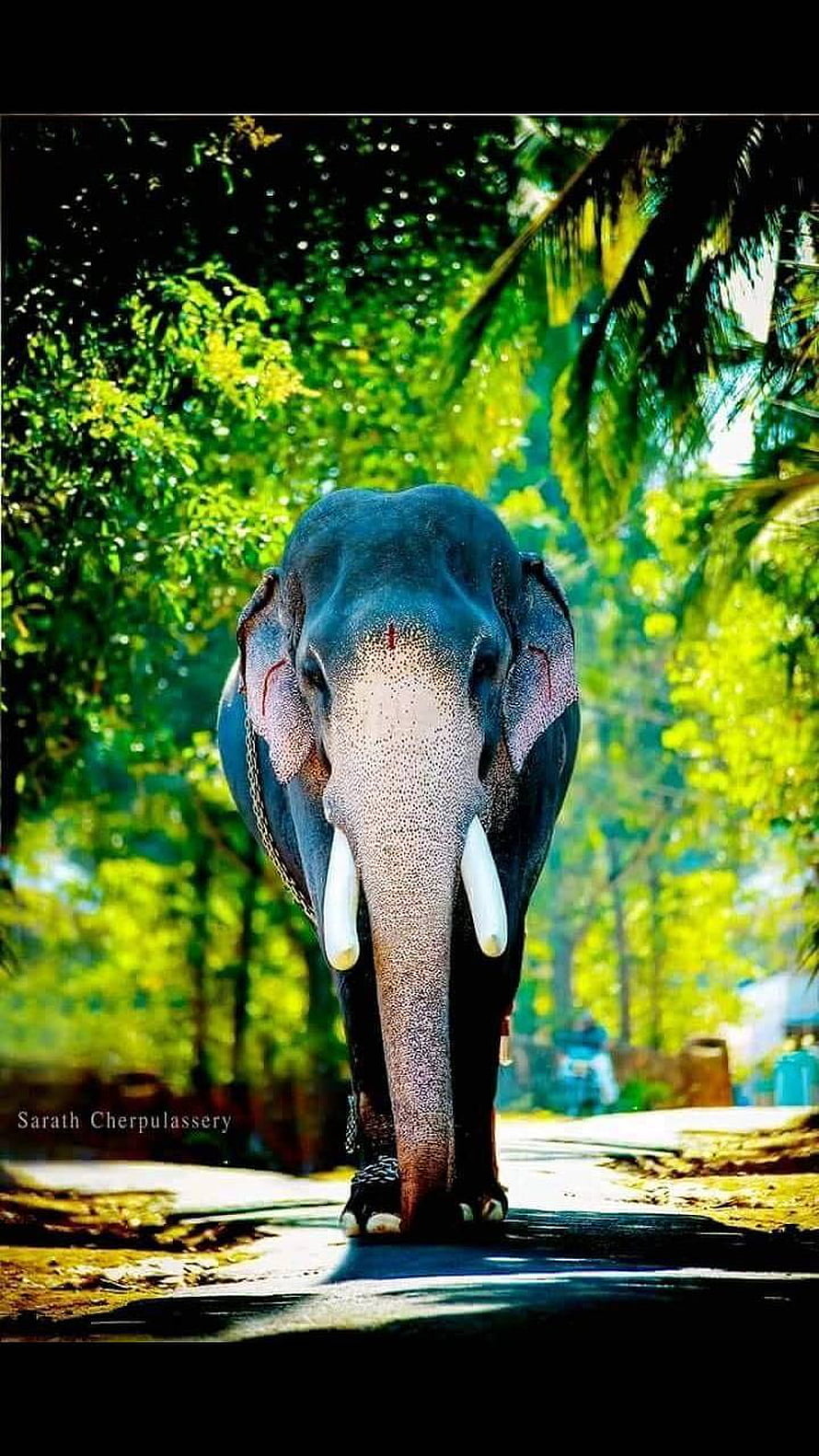 Majestic Asian Elephant Walking Through Lush Tropical Forest in Kerala HD phone wallpaper