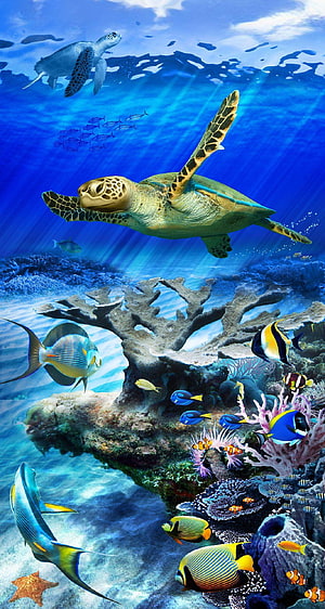 Vibrant Sea Turtle Swimming Above Colorful Coral Reef With Tropical Fish HD phone wallpaper