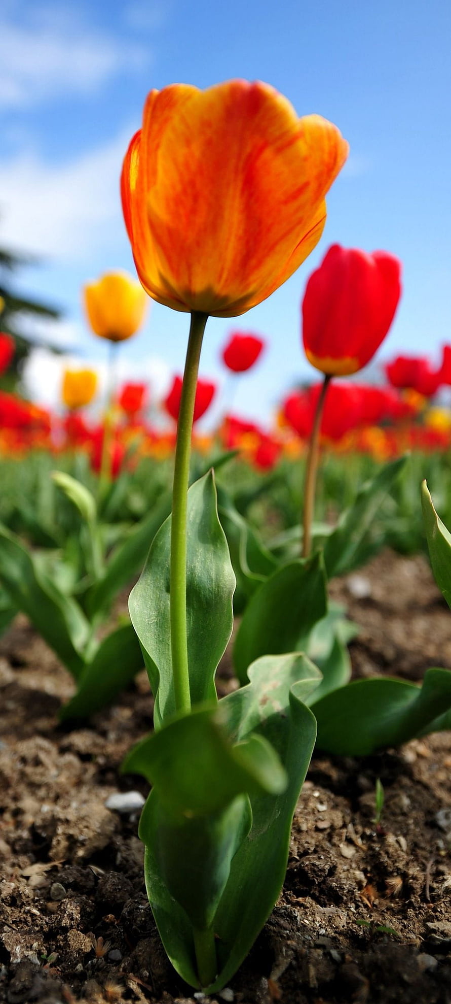 Vibrant orange tulip in full bloom against a clear blue sky with red and yellow flowers in the background HD phone wallpaper