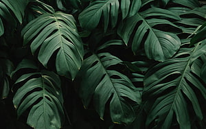 Dark Moody Monstera Leaves Tropical Jungle Plant Background HD wallpaper