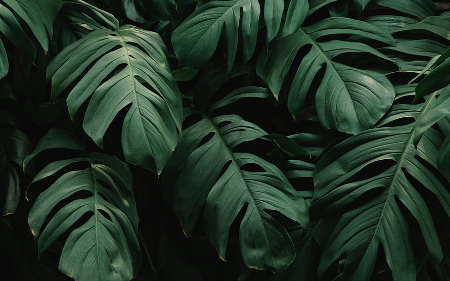 Dark Moody Monstera Leaves Tropical Jungle Plant Background HD wallpaper